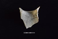 陶罐藏品圖，第2張